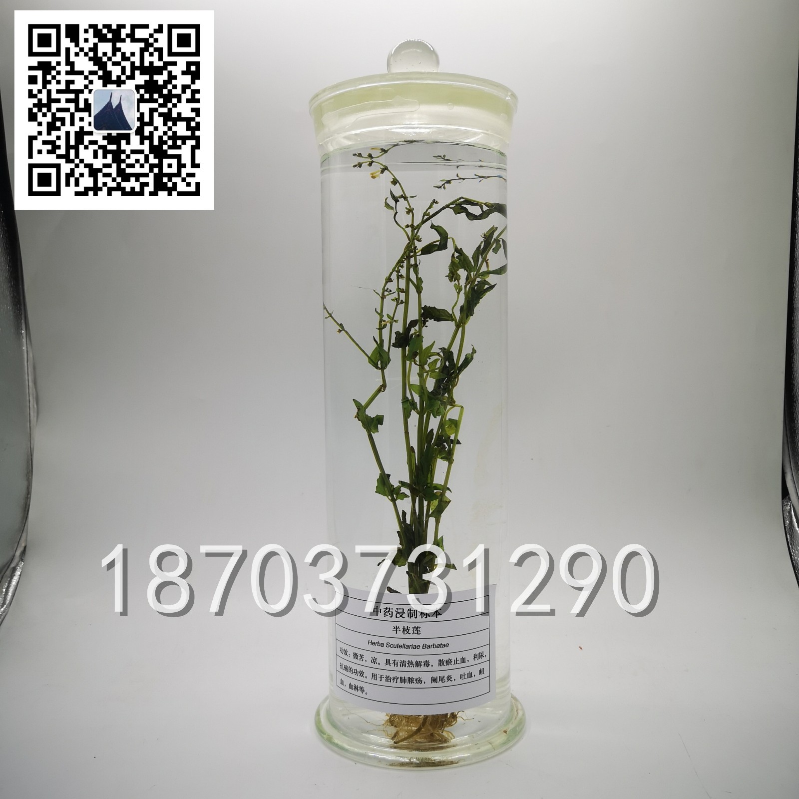 中草藥標本 (14)