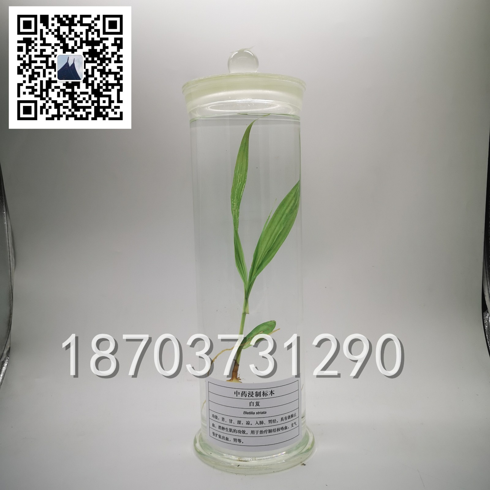 中草藥標本 (18)