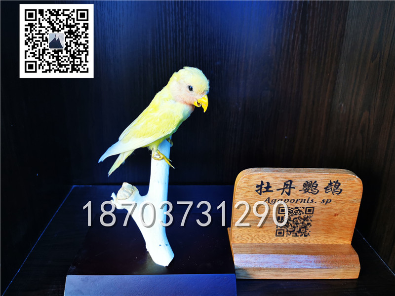 動物剝制標(biāo)本 (7)