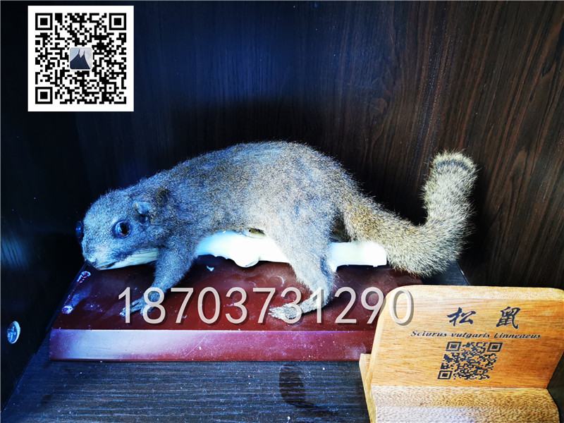 動物剝制標(biāo)本 (10)