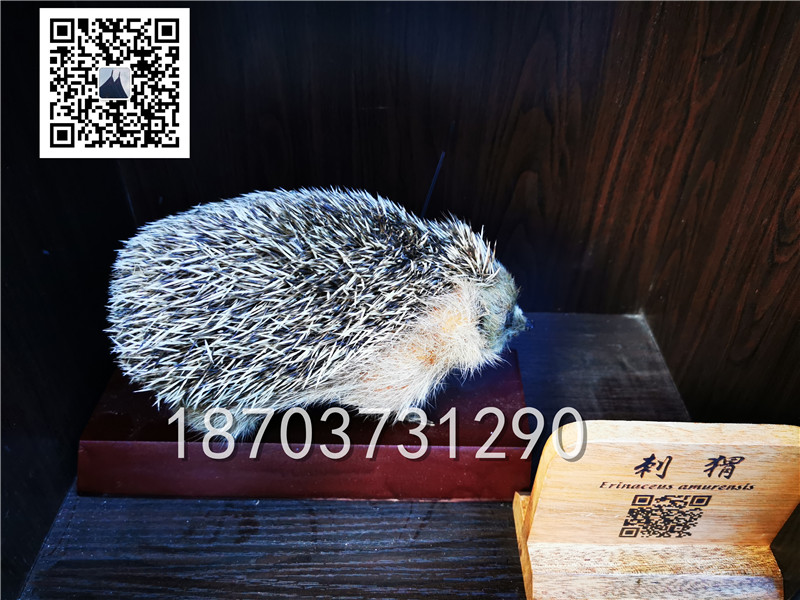 動物剝制標(biāo)本 (11)