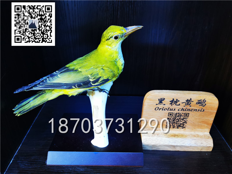 動物剝制標(biāo)本 (14)