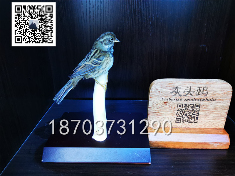 動(dòng)物剝制標(biāo)本 (16)