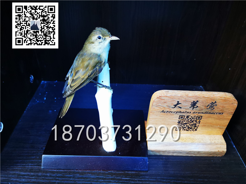 動(dòng)物剝制標(biāo)本 (18)