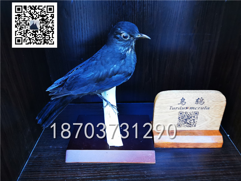 動(dòng)物剝制標(biāo)本 (22)