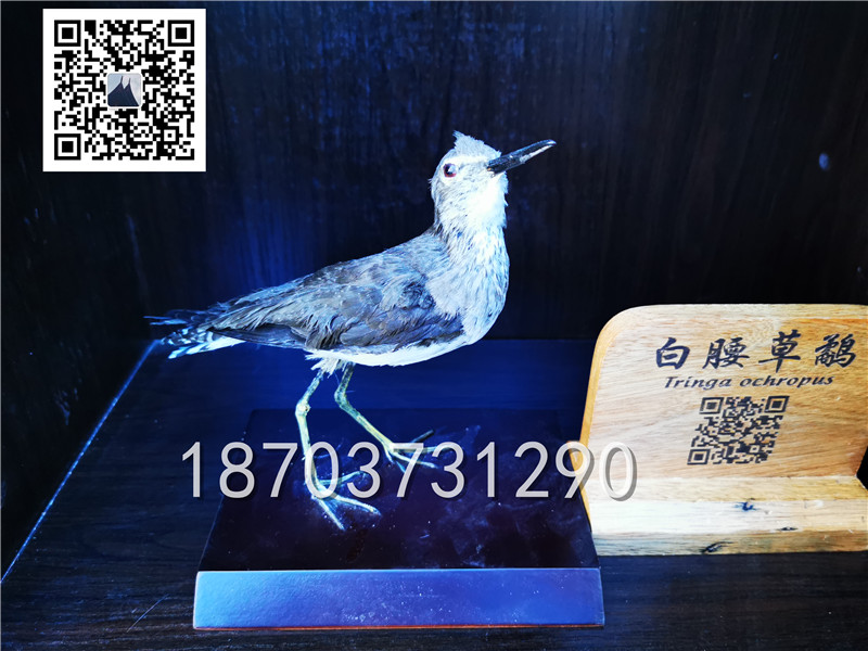 動(dòng)物剝制標(biāo)本 (24)