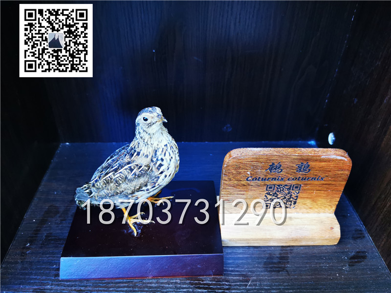 動物剝制標本 (34)