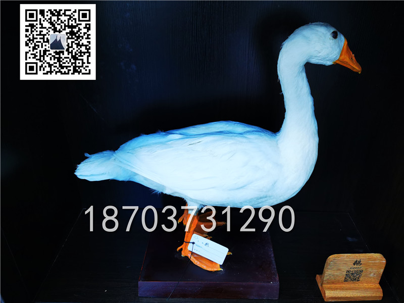 動物剝制標本 (36)